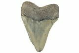 Serrated, Fossil Megalodon Tooth - North Carolina #257830-1